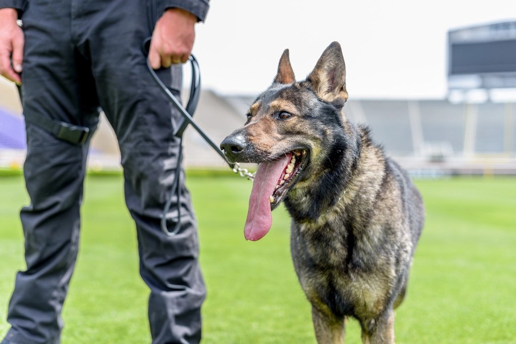 Portland Police Take Drug-Sniffing Dog to Homeless Camp and The Dog has been high Ever&nbsp;Since