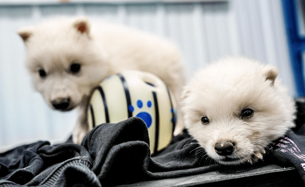 After Success In Bringing Back Dire Wolves From Extinction, Scientists Will Now Try to Bring Back MOderate&nbsp;Democrats